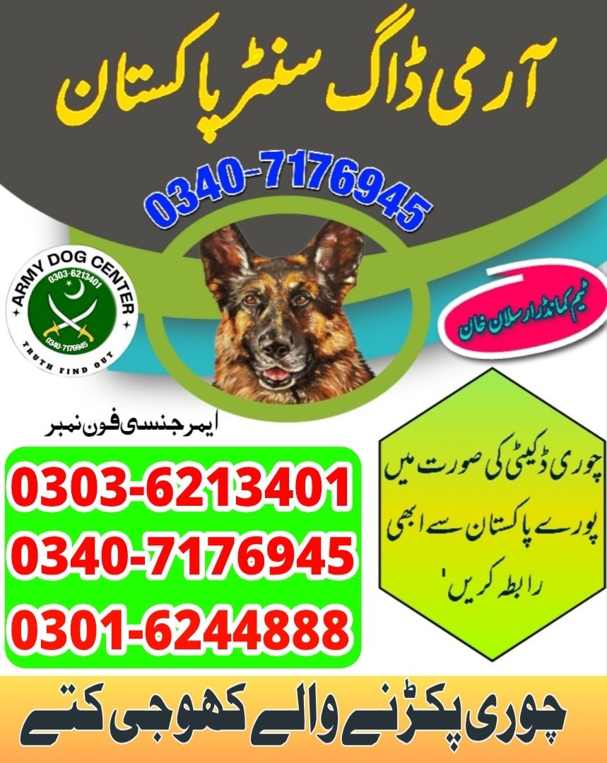Army Dog Center Gujranwala 03036213401 KhojiKutta FaujiKutte