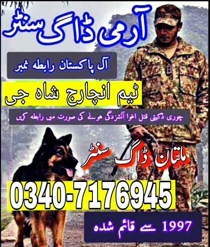 Army Dog Center Rawalpindi 03016244888 | Khoji Dogs khoji Kutta contact number
