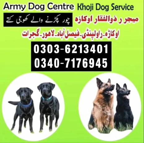 Army Dog Center Jhelum 03016244888 Khoji Dogs Jhelum Khoji kutta Fauji kutta