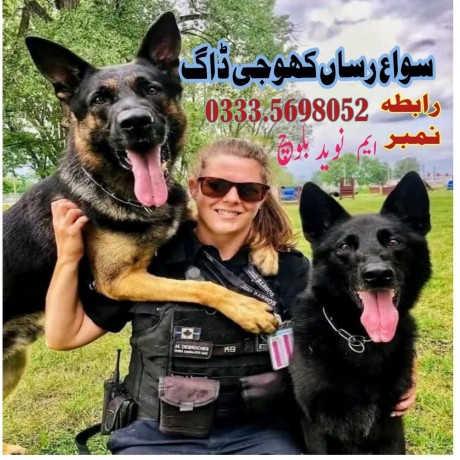Army Dog Center Sargodha 03014171118